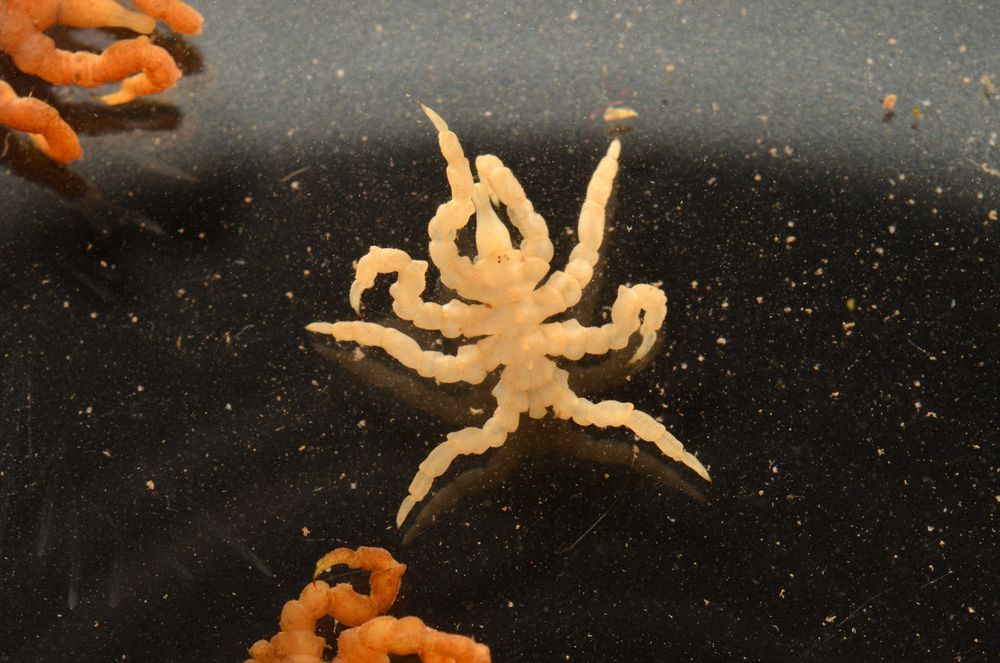 Meet the ‘weird’ sea spider that’s mapping the evolution of eight-legged creatures