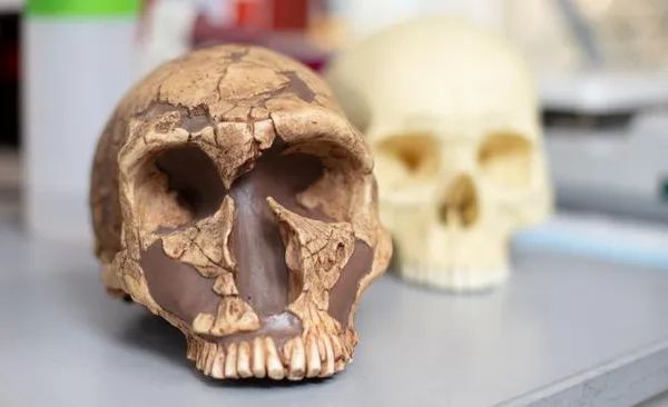 Our Human Ancestors Were Exposed to Lead, and New Research Suggests It May Have Shaped Human Evolution