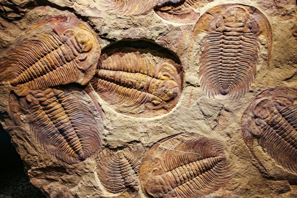 545-Million-Year-Old Footprints Rewrite the Origin Story of Complex Life