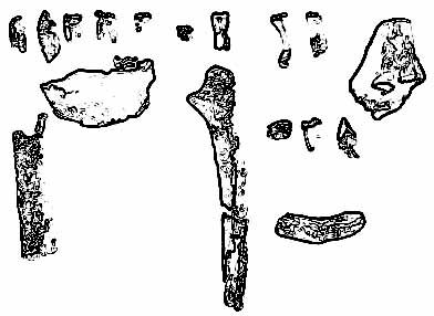A Closer Look At: Ardipithecus kadabba