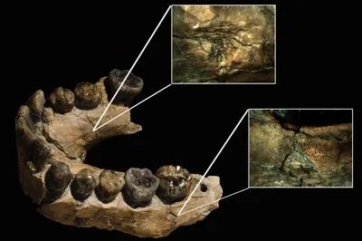 The First Humans Were Hunted By Leopards And Weren’t The Apex Predators We Thought They Were
