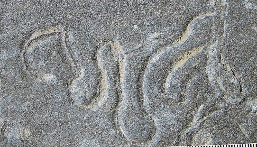 Fossil discovery casts fresh doubt on the 'burst of evolution' known as the Cambrian Explosion