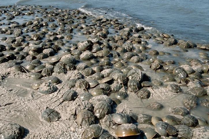 The bizarre blue blood of a prehistoric-looking ‘living fossil’ has saved millions of human lives – here’s how it works
