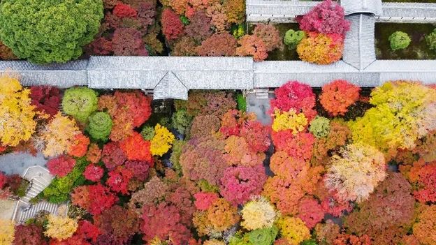 The mystery of why leaves change colour in the autumn