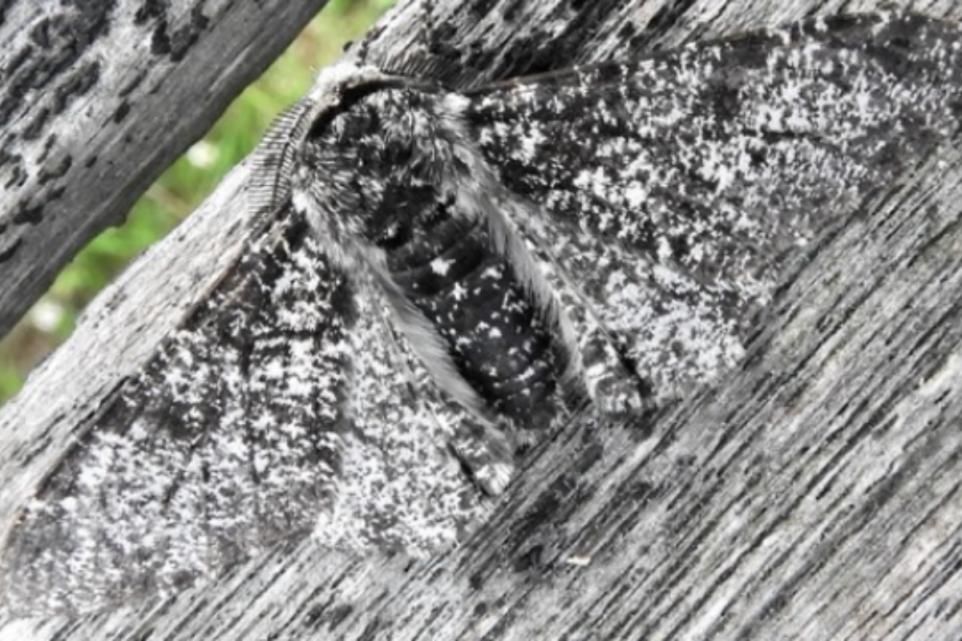 The Peppered Moth is a prime example of natural selection