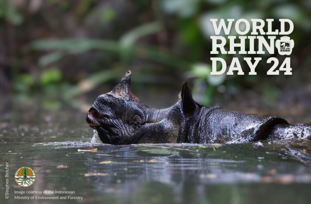 World Rhino Day 2024 | Collaboration is Key | Save the Rhino