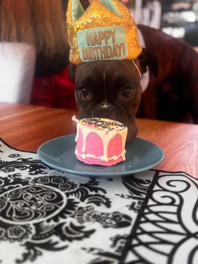 A picture of a brindle boxer wearing a blue crown that says “Happy Birthday”. The dog is sniffing at a pink frosted cake that also says “Happy Birthday”. 