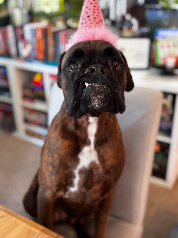 A brindle boxer sitting in a chair, wearing a pink party hat with a fuzzy trim. Two teeth stick out of the side of his mouth. 