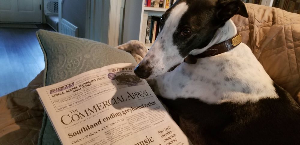 Greyhound with newspaper. 