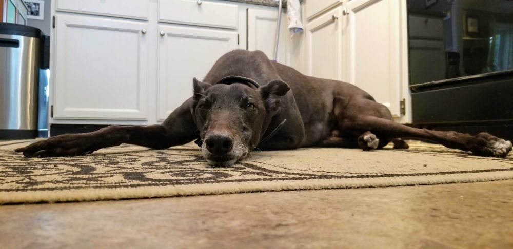 Rex melts into the floor.