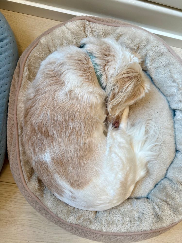 Sunny, a blond Dachshund, curled up and sleeping. 