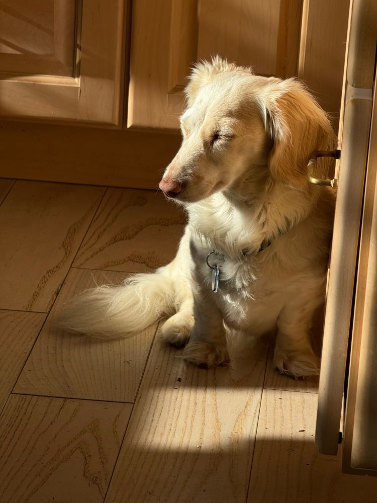 Dachshund in the sun. Sunny is mostly white. 