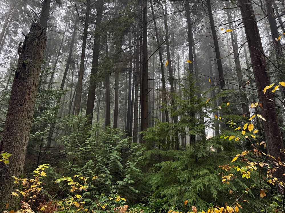 Deep woods with foggy tops.