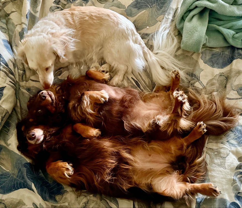 Dachshund. I was giving Raya (bottom) a tummy rub when Xena (middle) scooted over and assumed the position. Sunny is giving Xena a kiss.