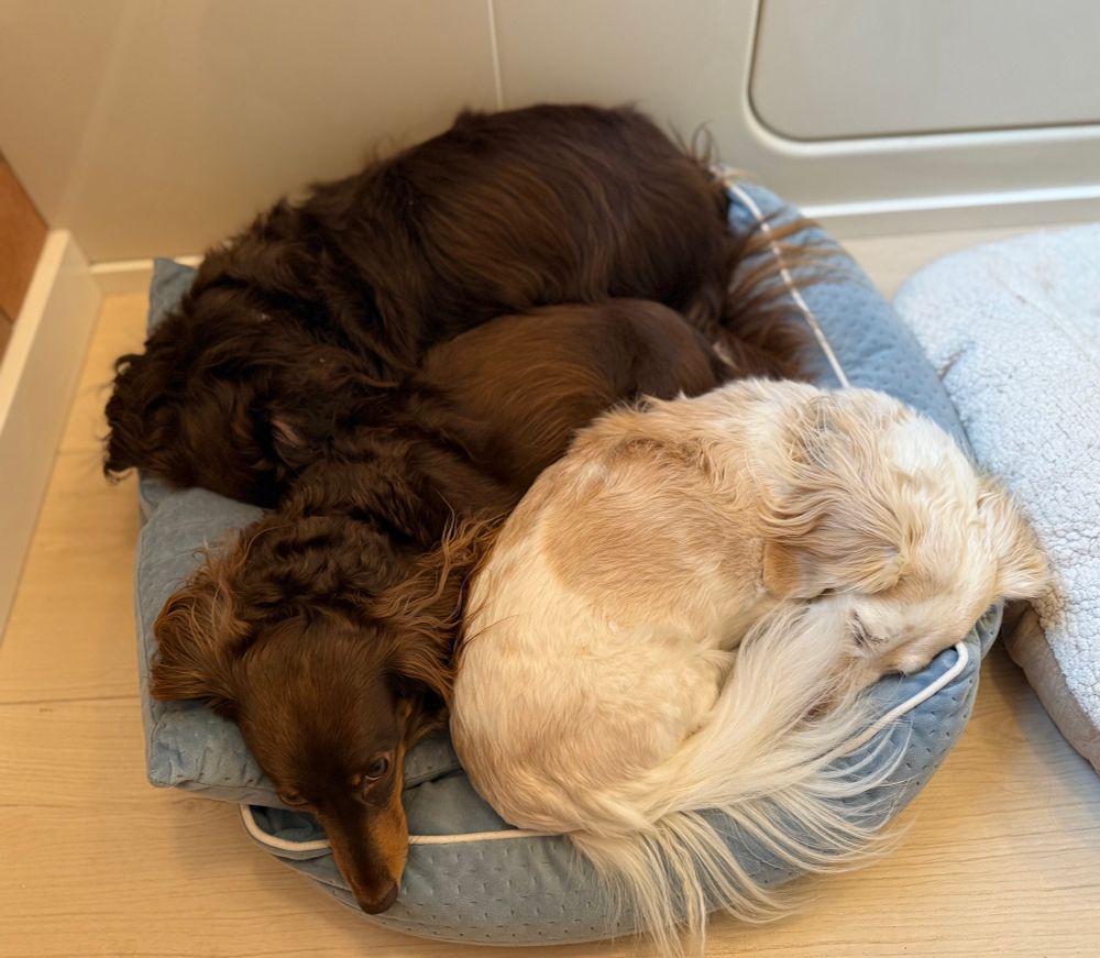 Two brown and one cream colored long haired Dachshunds. 