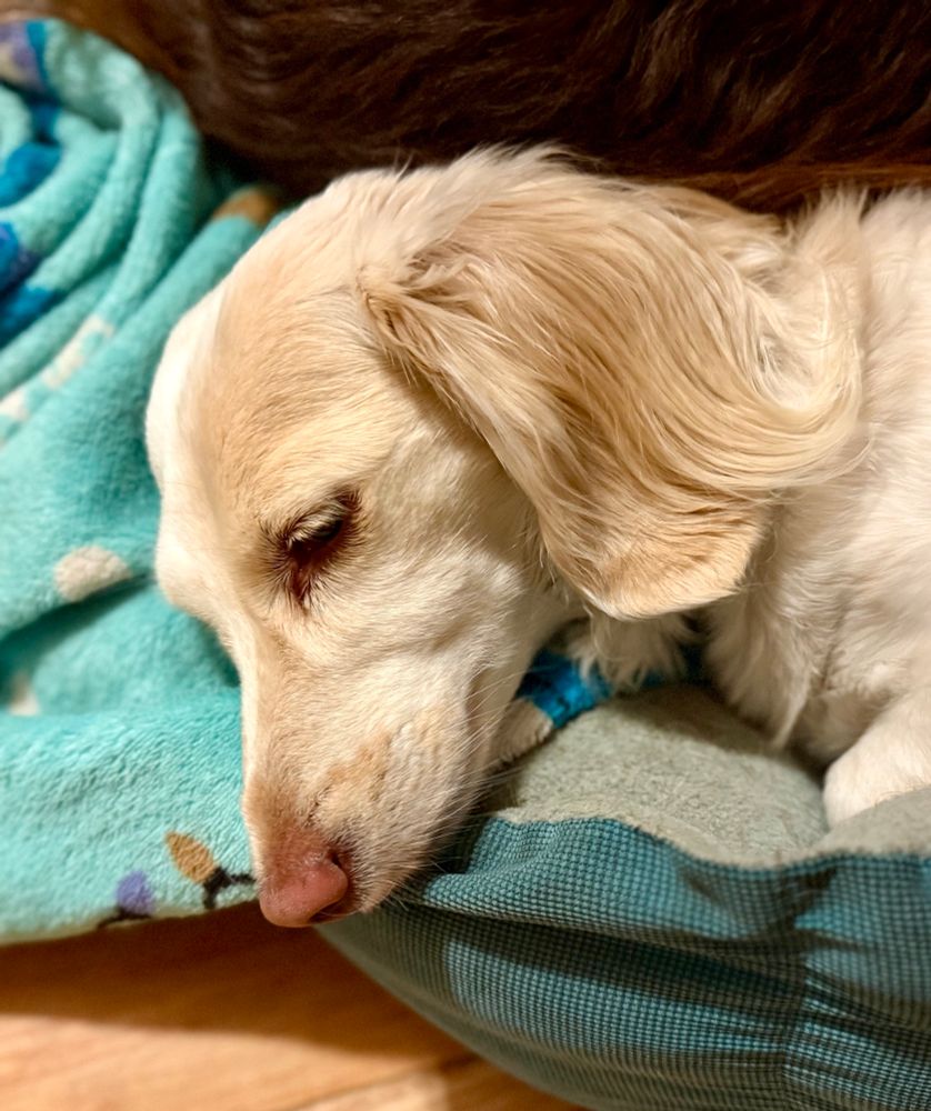 My dachshund Sunny 