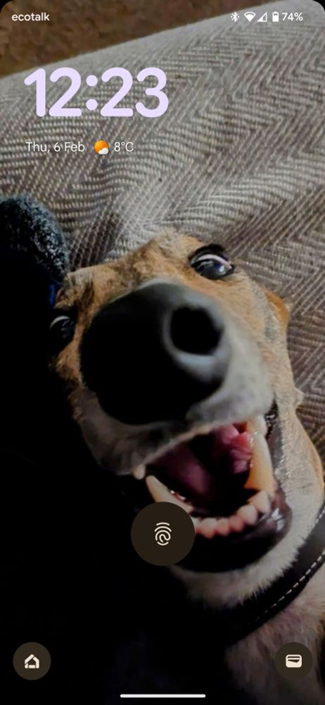 A brindle greyhound making a stupid face. 