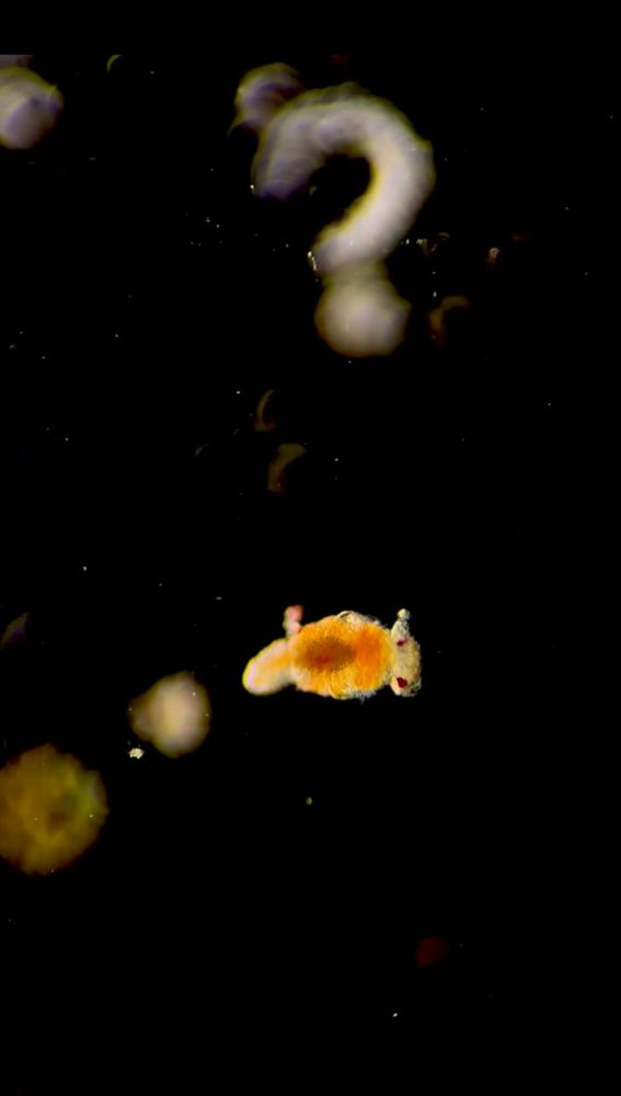 Little orange goober swims by a question mark. "What is life?" He muses. 