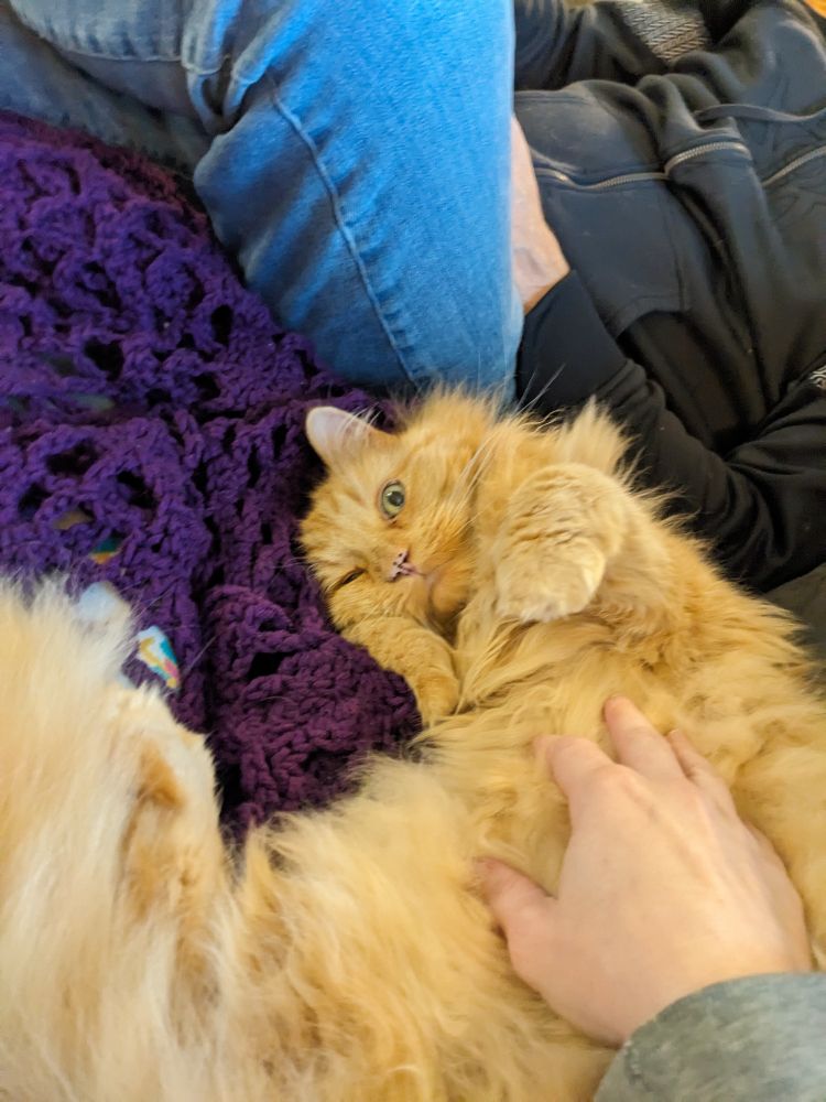 A fluffy cat has squirmed in between two people, rolled over, and shoved his belly under the hand petting him while making a face like some kind of muppet.