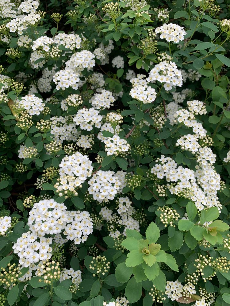 Spirea.