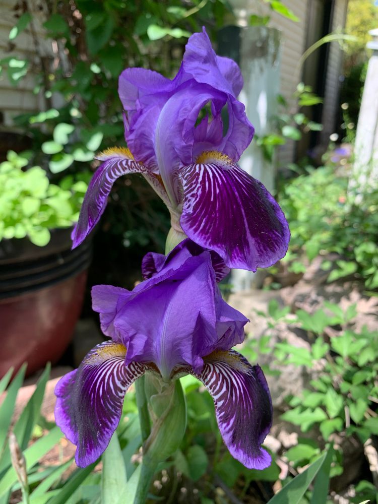 Two blooms of a purple iris. 