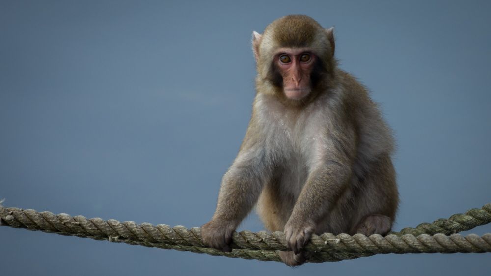 A Monkey Is on the Run in the Scottish Highlands