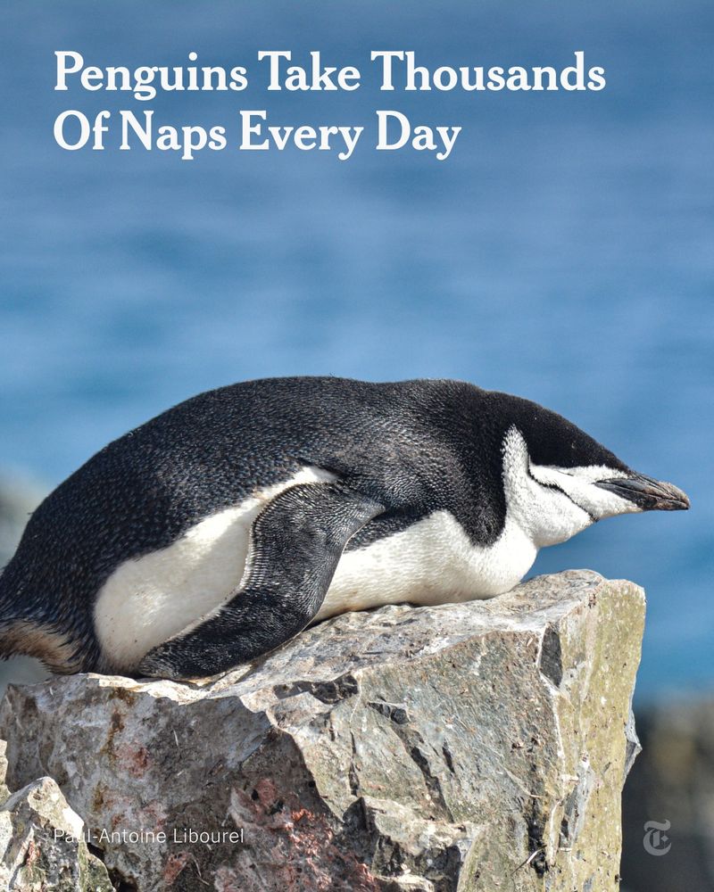 A single chinstrap penguin is resting on its stomach on a rock with its eyes shut. A headline reads: "Penguins Take Thousands of Naps Every Day." Photo by Paul-Antoine Libourel.
