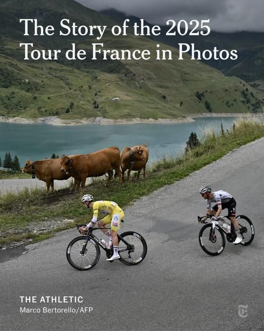 Cyclists ride down a road by a body of water and green hills. Large brown cows graze nearby. Headline: The Story of the 2025 Tour de France in Photos