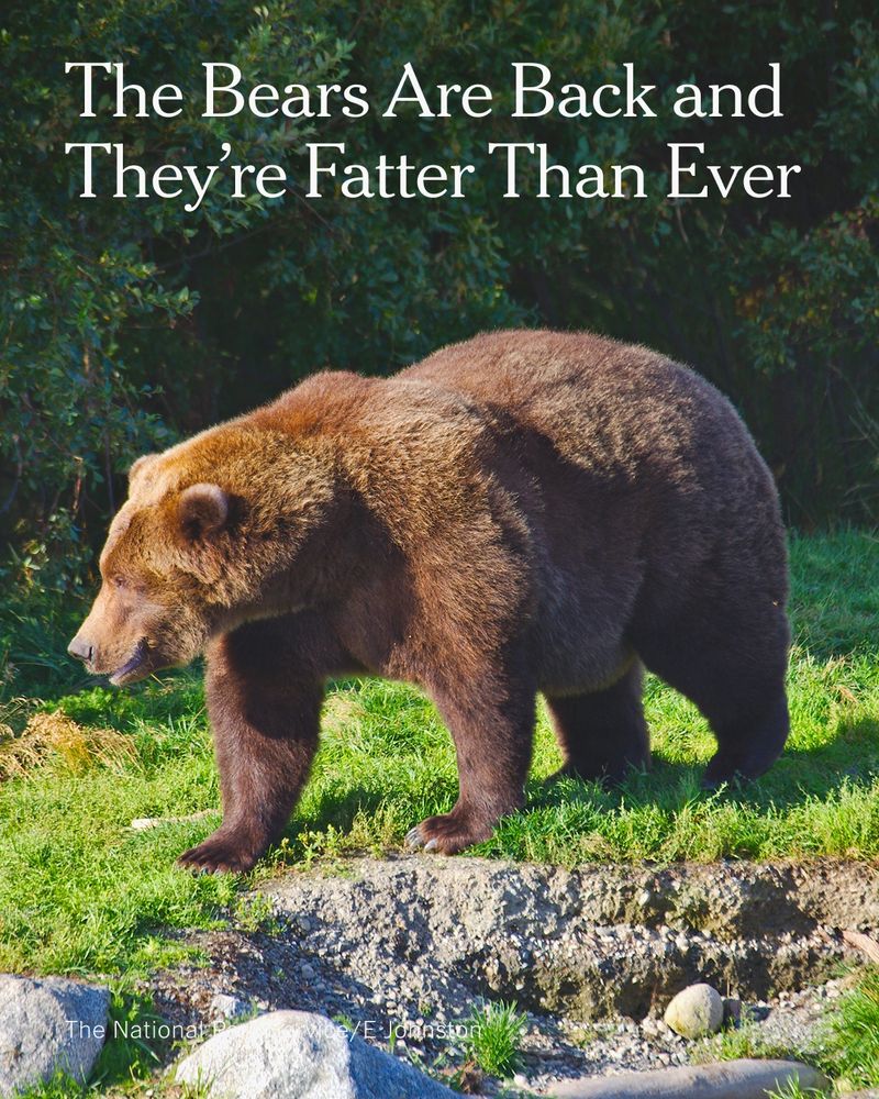  A very large brown bear walking in a field of grass.
