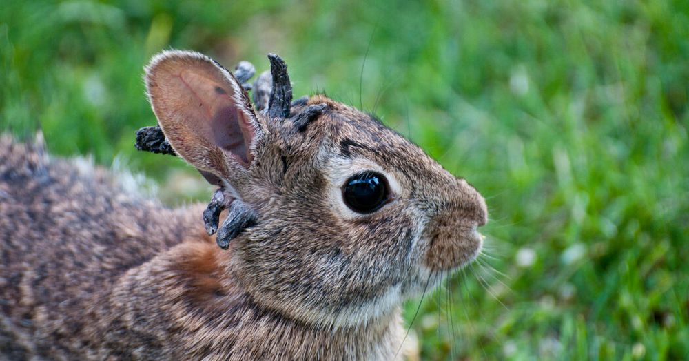 The unsightly bunnies are infected with cottontail rabbit papillomavirus, which can cause growths that resemble warts or tentacles.