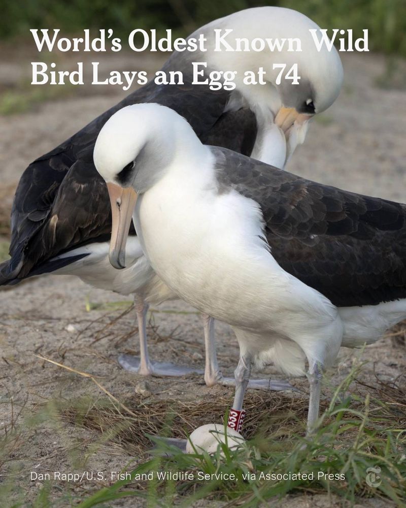 A photo of Wisdom, a 74-year-old Laysan albatross, looking at an egg at Midway Atoll National Wildlife Refuge at the northwestern edge of the Hawaiian Archipelago. Headline reads: "World’s Oldest Known Wild Bird Lays an Egg at 74." Photo credit: Dan Rapp/U.S. Fish and Wildlife Service via Associated Press. 