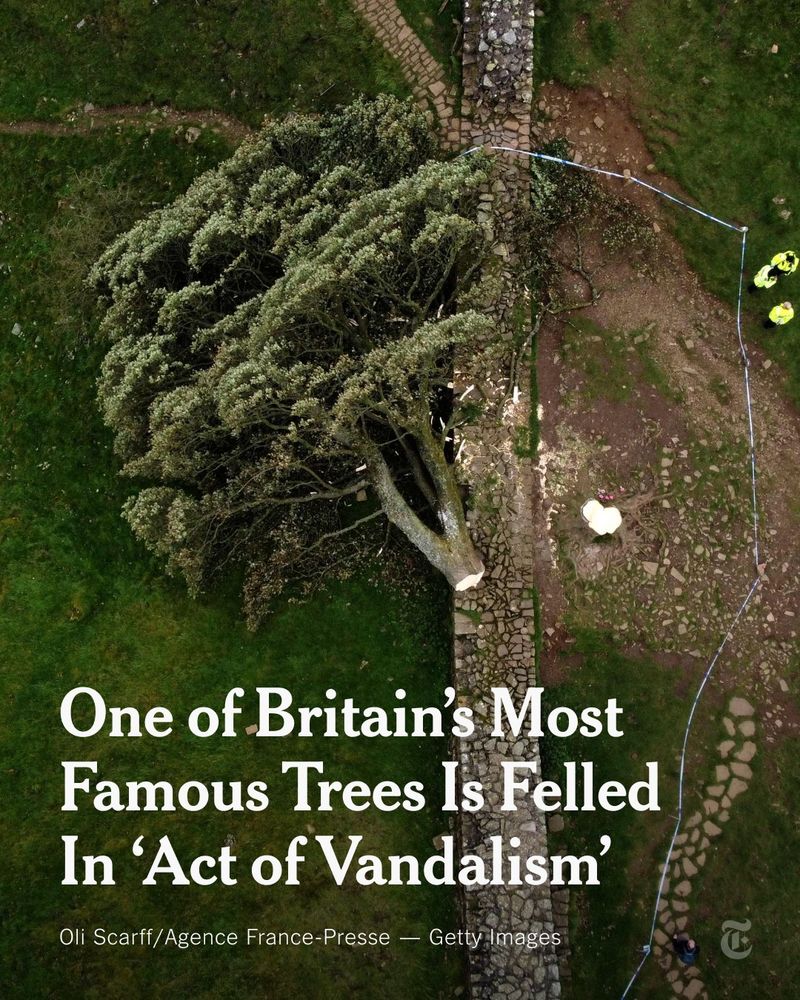 A sycamore tree is on the ground next to Hadrian's Wall, near Hexham, in northern England. A headline reads: "One of Britain’s Most Famous Trees Is Felled In ‘Act of Vandalism.’" Photo by Oli Scarff/Agence France-Presse — Getty Images.