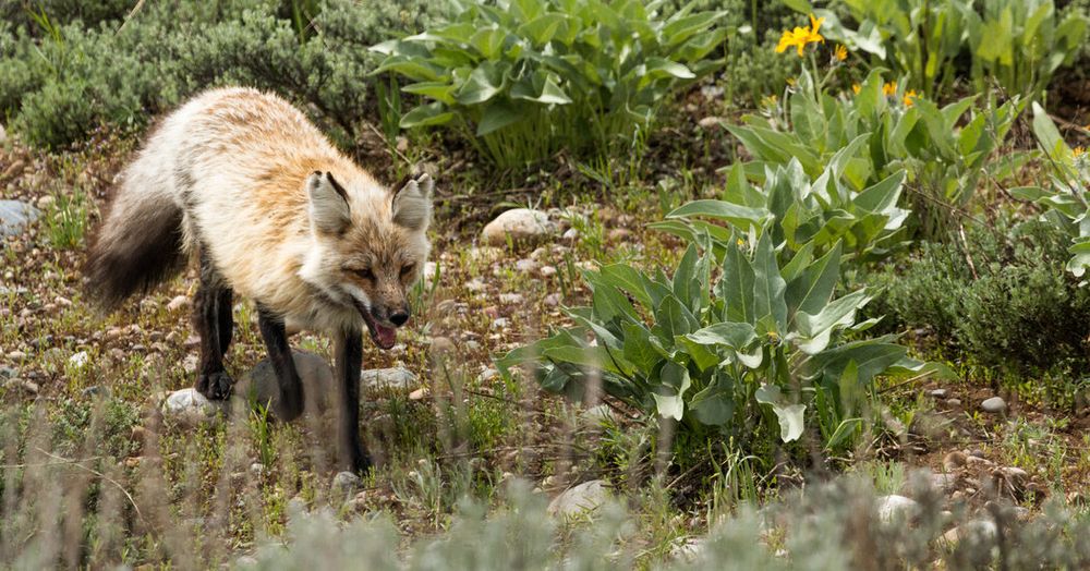 Beware of ‘Swiper,’ a Fox at Grand Teton Park With a Penchant for Footwear