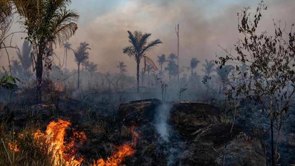 A Collapse of the Amazon Could Be Coming ‘Faster Than We Thought’