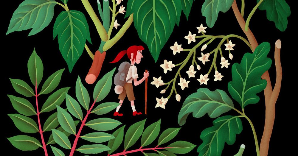 Most adults are allergic to this plant and its relatives. Here’s how to prevent or minimize the rash.