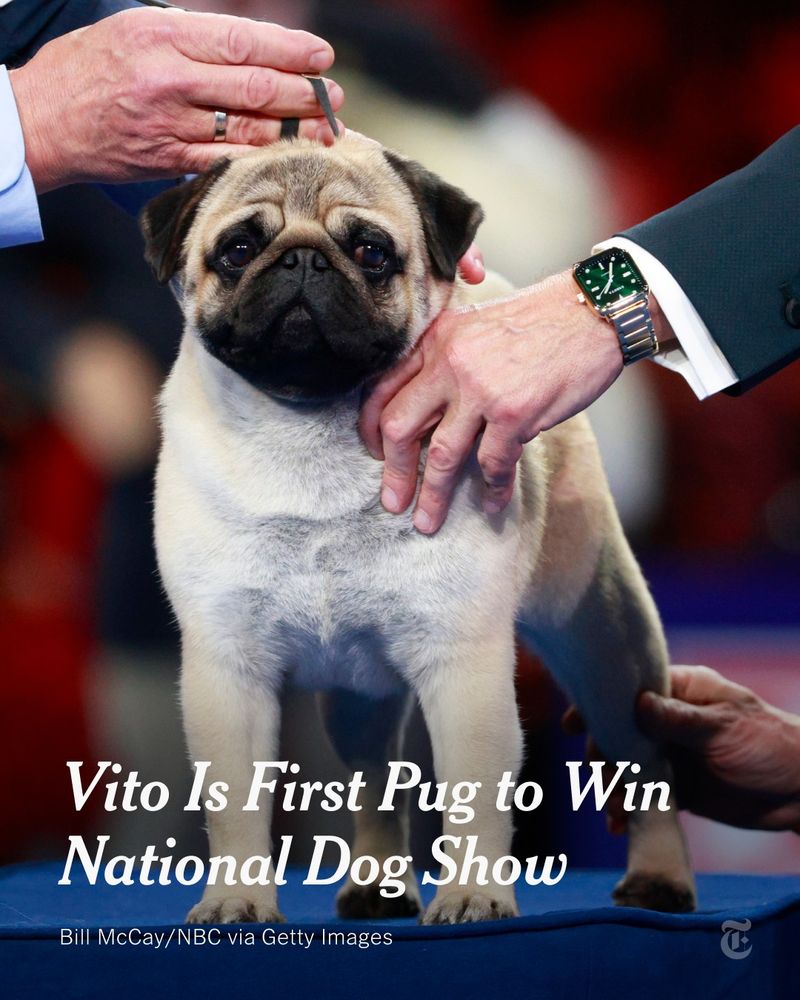 A pug stands on a blue platform while two people hold and inspect him. A headline reads: "Vito Is First Pug to Win National Dog Show." Photo by Bill McCay/NBC via Getty Images.