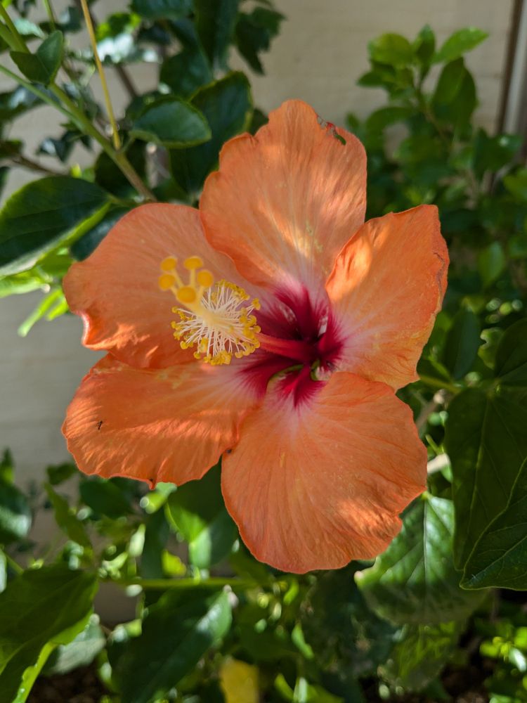 Close up of orange Hibiscus flower in Tucson, Az
