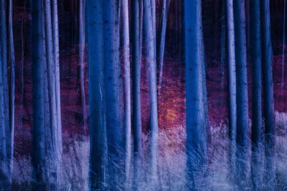 Waldsterben, malerische Anmutung durch Mehrfachbelichtung.