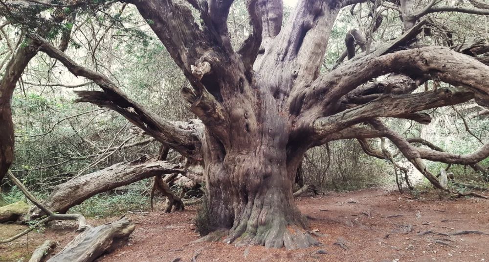 an old yew tree forest 