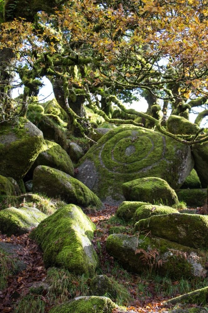 moss on rocks and twigs in a forest, a swirl rune can be seen in the moss on one of the larger rocks