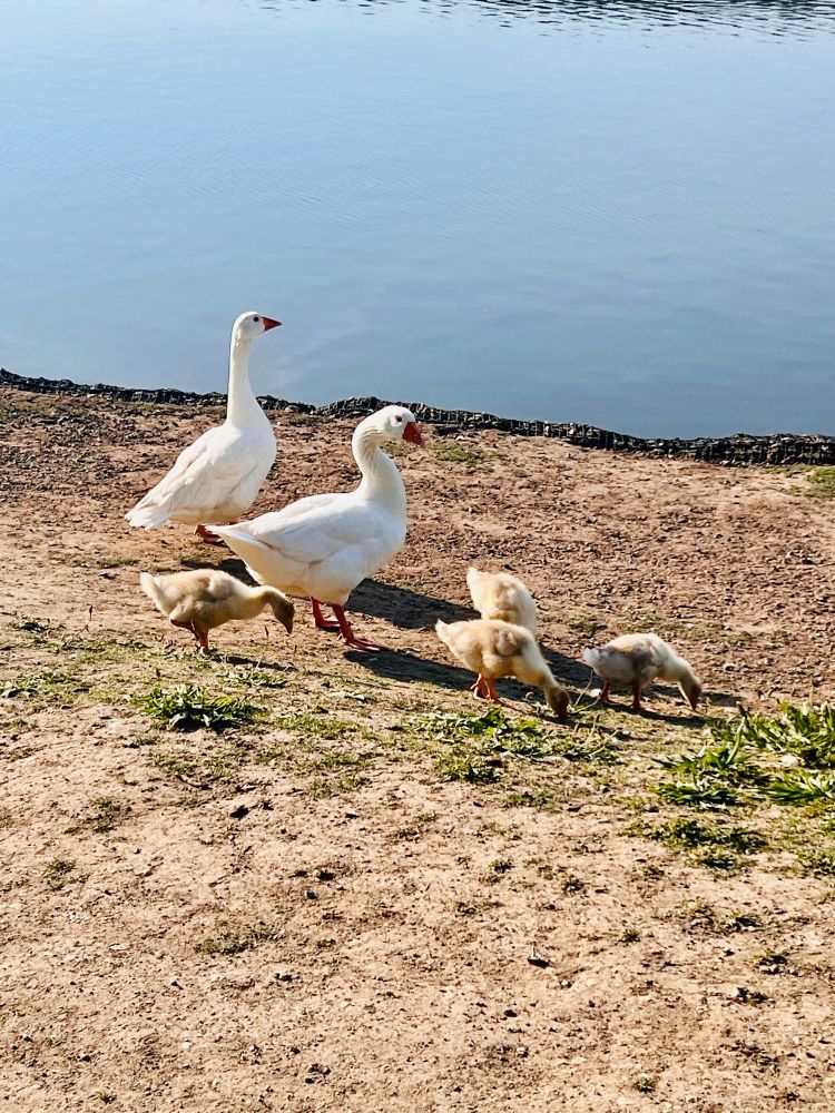 white geese and their fluffy babies by the water 