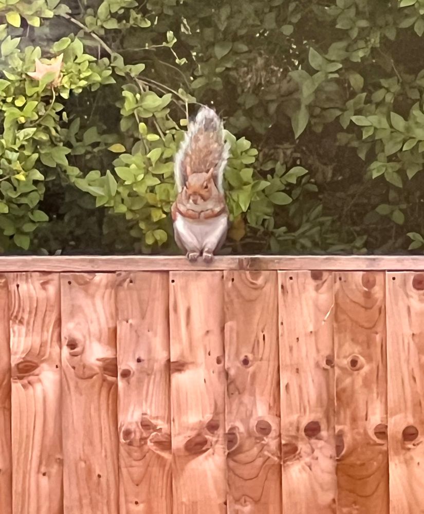 a squirrel sitting on a light brown fence, holding their paws to their chest. green leaves in bushy trees behind them. 