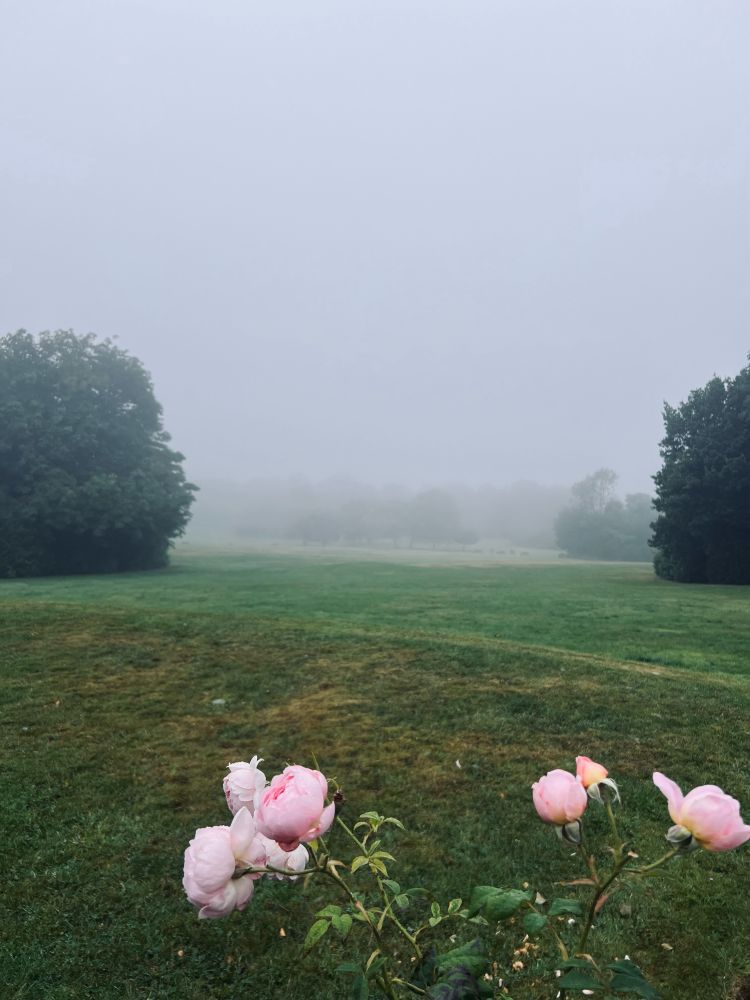 misty foggy fields with large bushy trees, green grass and pink roses in the foreground