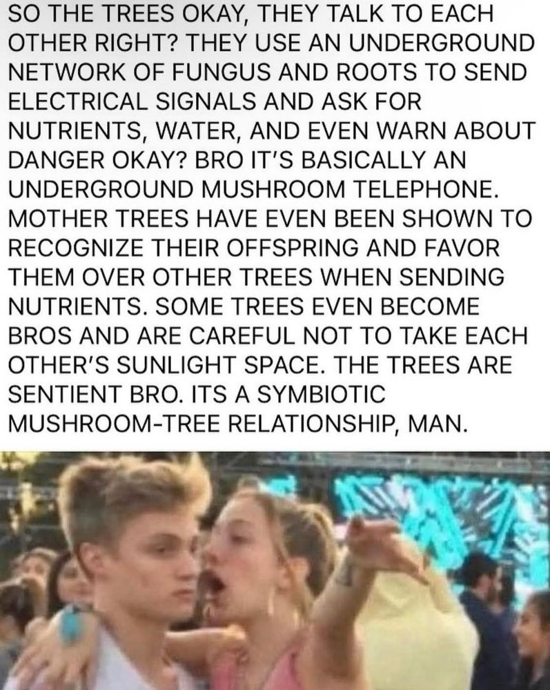 SO THE TREES OKAY, THEY TALK TO EACH OTHER RIGHT? THEY USE AN UNDERGROUND NETWORK OF FUNGUS AND ROOTS TO SEND ELECTRICAL SIGNALS AND ASK FOR NUTRIENTS, WATER, AND EVEN WARN ABOUT DANGER OKAY? BRO IT'S BASICALLY AN UNDERGROUND MUSHROOM TELEPHONE.
MOTHER TREES HAVE EVEN BEEN SHOWN TO RECOGNIZE THEIR OFFSPRING AND FAVOR THEM OVER OTHER TREES WHEN SENDING NUTRIENTS. SOME TREES EVEN BECOME BROS AND ARE CAREFUL NOT TO TAKE EACH OTHER'S SUNLIGHT SPACE. THE TREES ARE SENTIENT BRO. ITS A SYMBIOTIC
MUSHROOM-TREE RELATIONSHIP, MAN.

on top of the meme of a girl yelling at a guy with her arm around him at a festival, his eyes are glazed over 