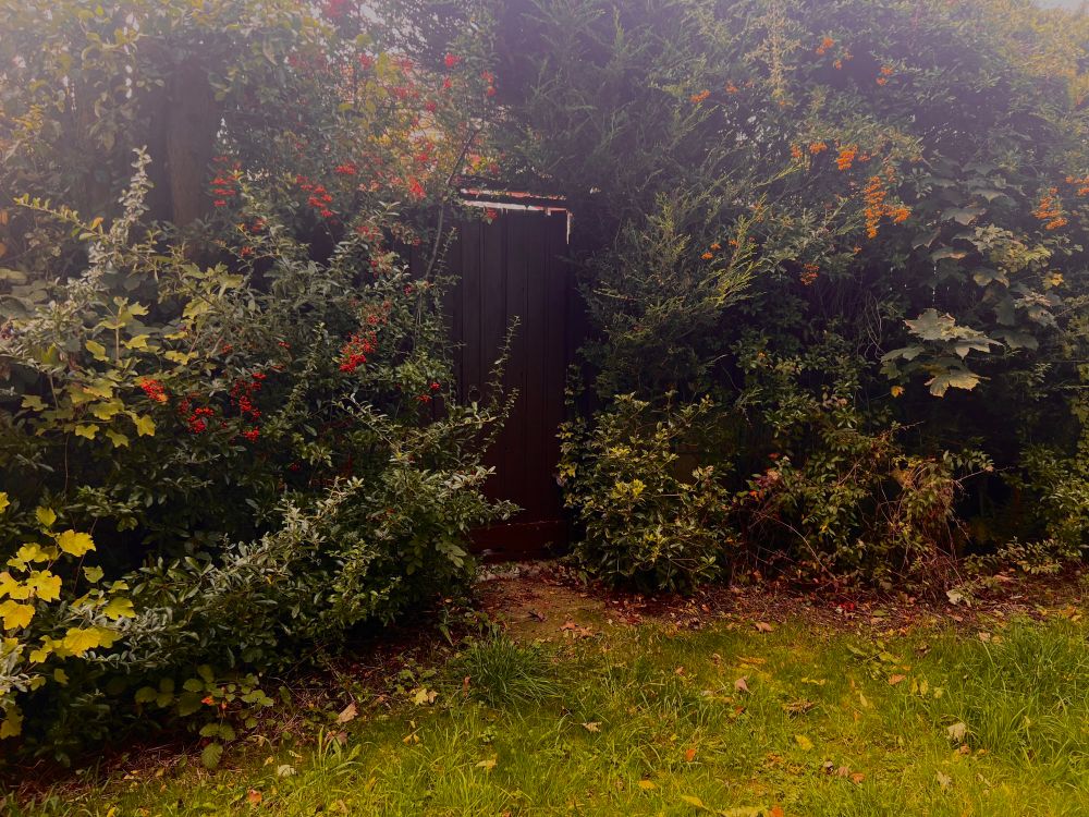 a wooden gate with a black circle handle is in the middle of thick bushes with red berries on them 