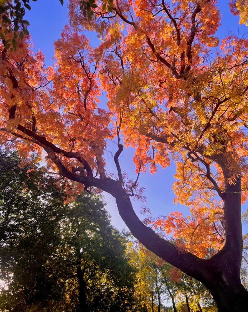 looking up at trees, some are full of green and yellowing leaves, the main tree at the forefront has orange and yellow leaves. bright sunny blue sky in the background. 