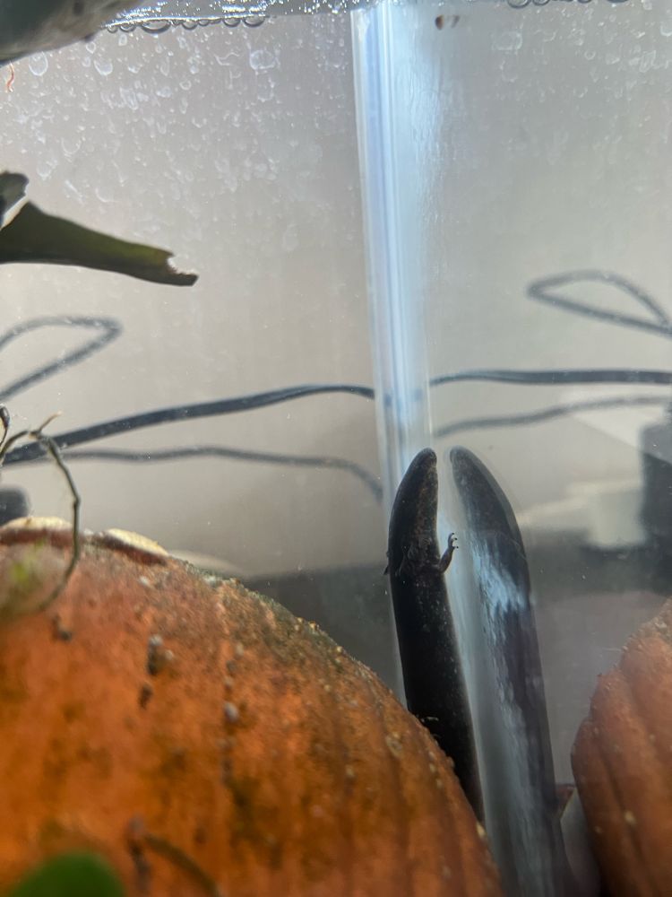 レッサーサイレン