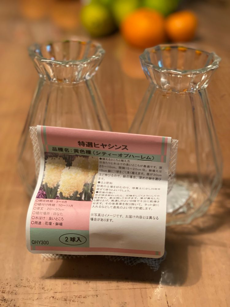 球根２つ。早速冷蔵庫に保管しました