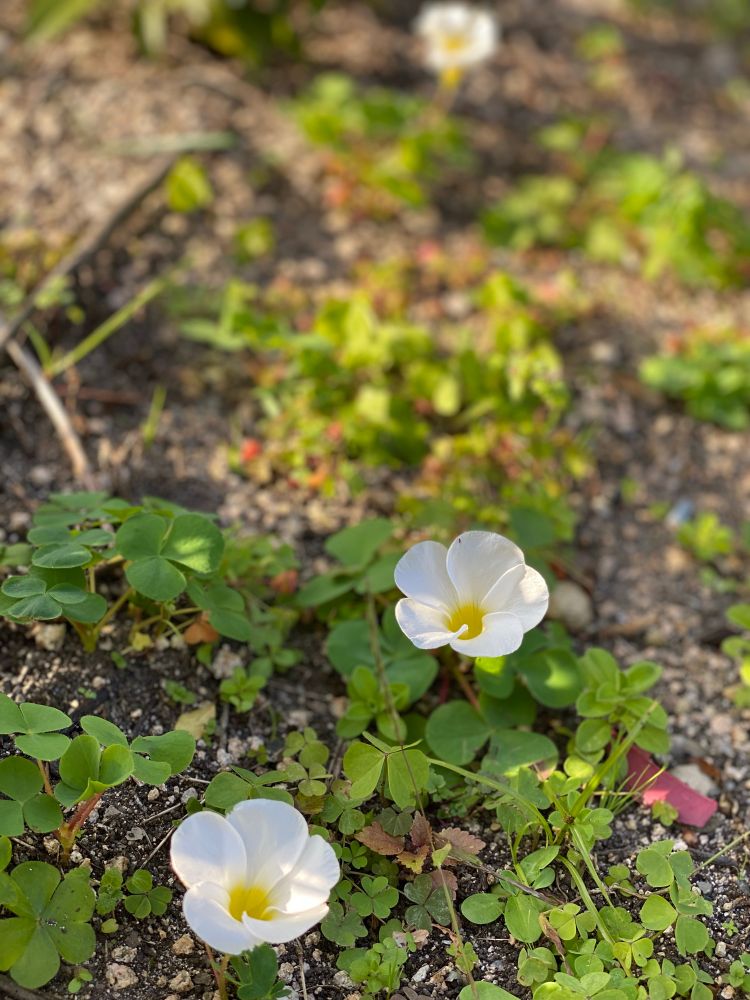 庭に植えてもないお花が。この晩秋に何のお花かな？