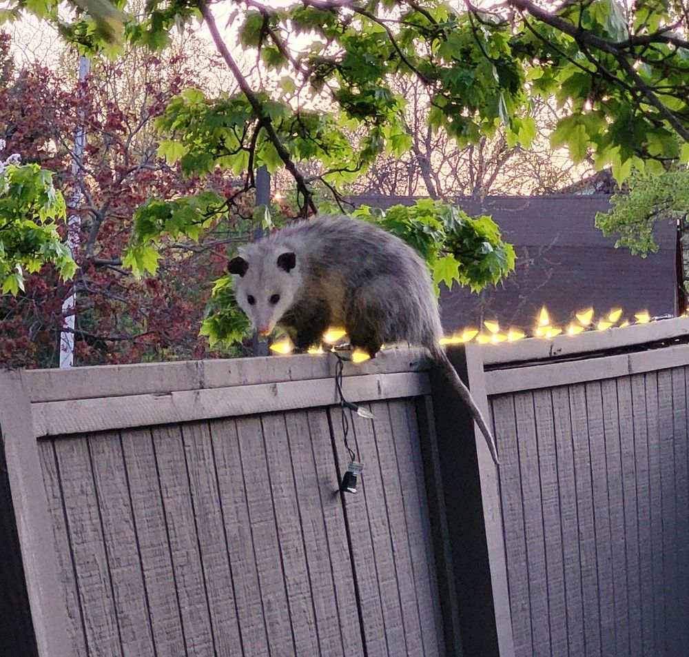 Opposum on the fence by my front door.